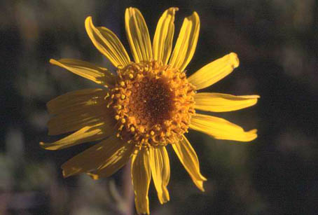 Arnica montana